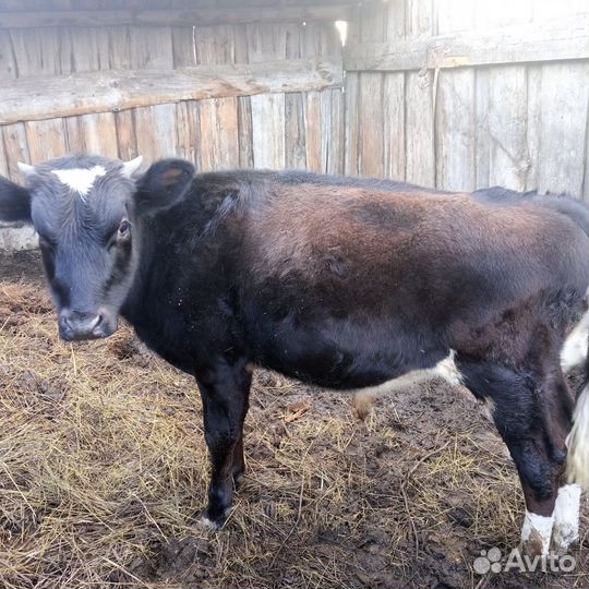 Бычки и телята