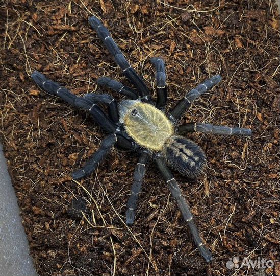 Пауки Птицееды Скорпионы Корм Террариумы