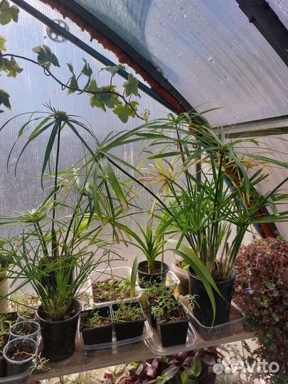 Цветы садовые и комнатные