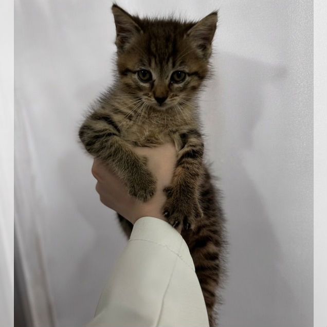 Азиатская табби котёнок