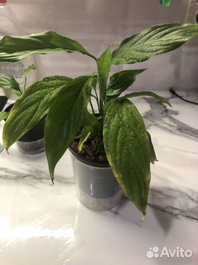 Спатифиллум