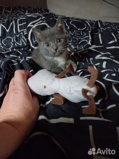 Отдам кошечек