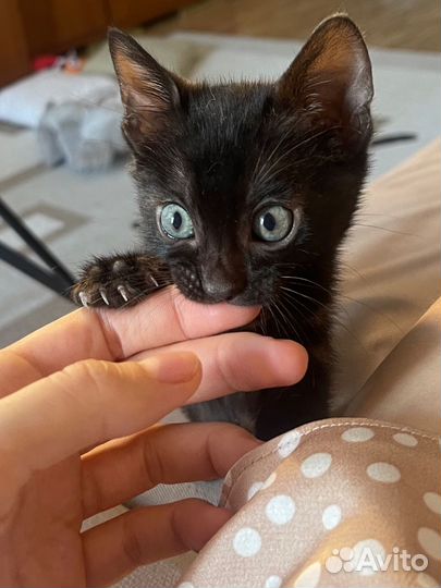 Бенгальский котенок