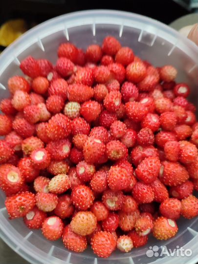 Земляника лесная