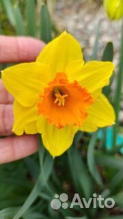 Луковицы нарциссов