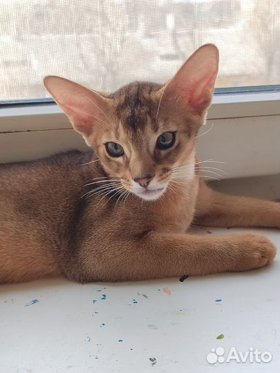 Абиссинский котёнок
