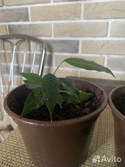 Фикус бенджамина