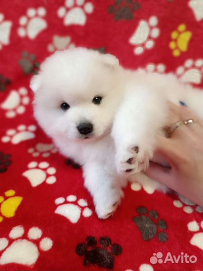 Японский шпиц щенки