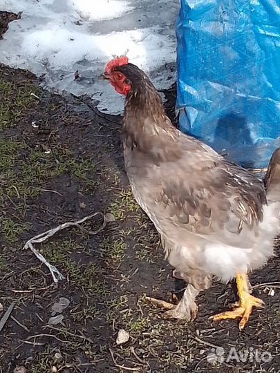 Петухи домашние на мясо