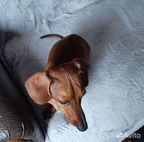 Пропал верный друг семьи