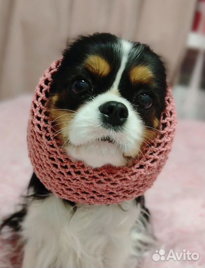 Шапочка для ушек спаниеля