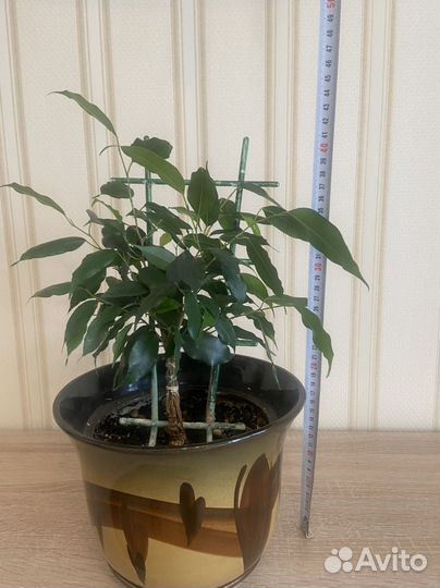 Фикус бенджамина