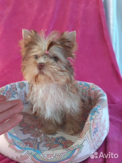 Девочка Йорка микро