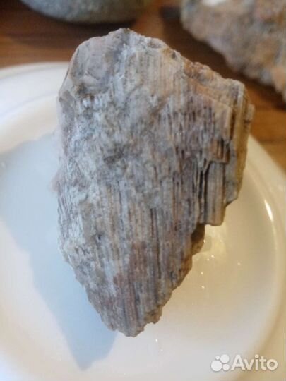 Окаменелости Хететес