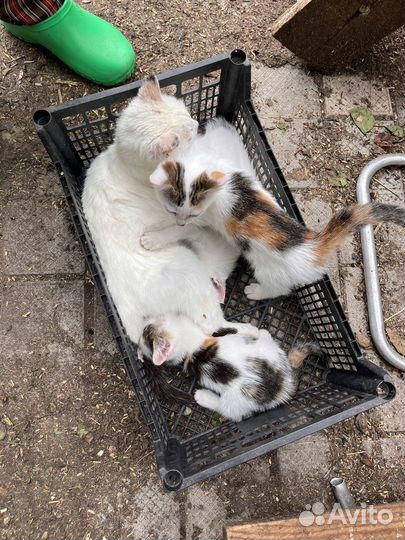 Котики в добрые руки