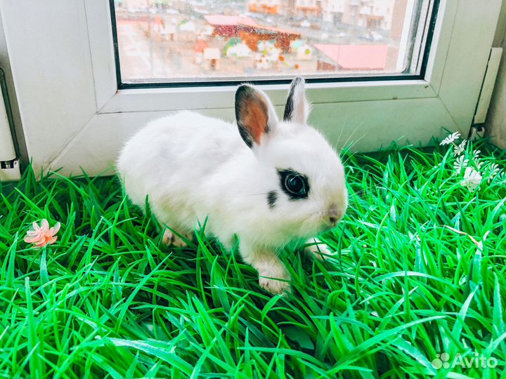 Карликовый кролик - королевский, очень редкий