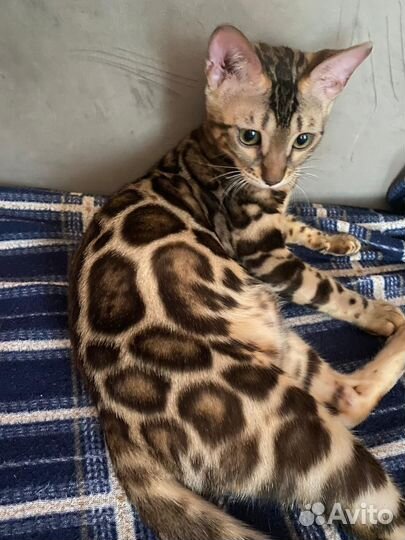 Бенгальская