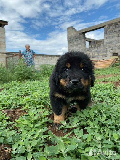 Щенки Бурят-монгольского волколава (хотошо)