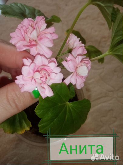 Пеларгония, черенки и взрослые