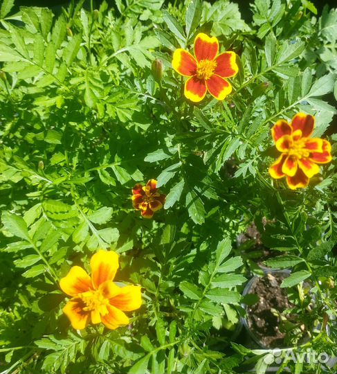 Рассада цветов, виола, бархатцы, астра и др