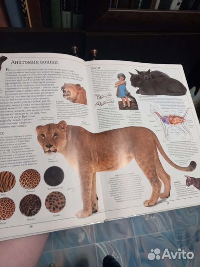Кошки детская энциклопедия