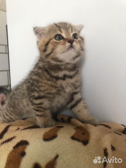 Шотландские котята