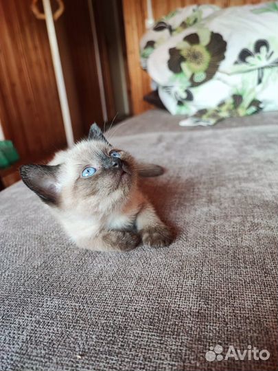 Тайские котята