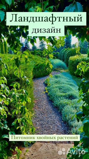 Хвойные растения(Питомник) Ландшафтный дизайн