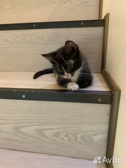 Котята в добрые руки даром 2 мес. Девочки