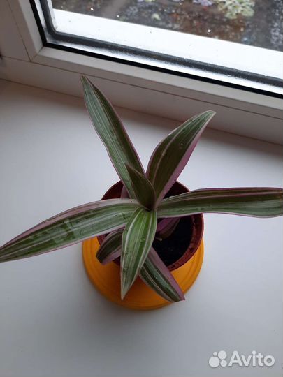 Традесканция Рео покрывальчитая