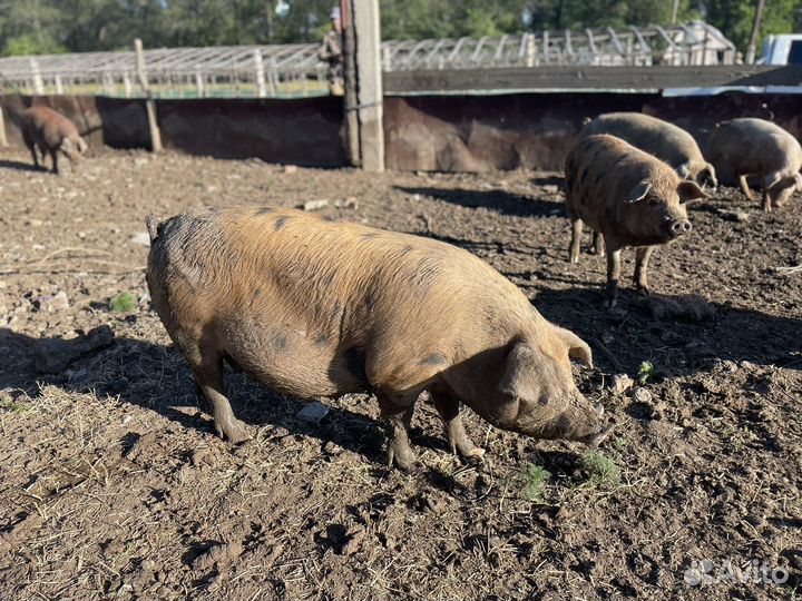 Свинья супоросая