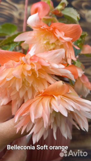 Бегония беллекония