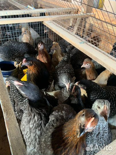 Несушки молодки чешский доминант 5,5 месяцев