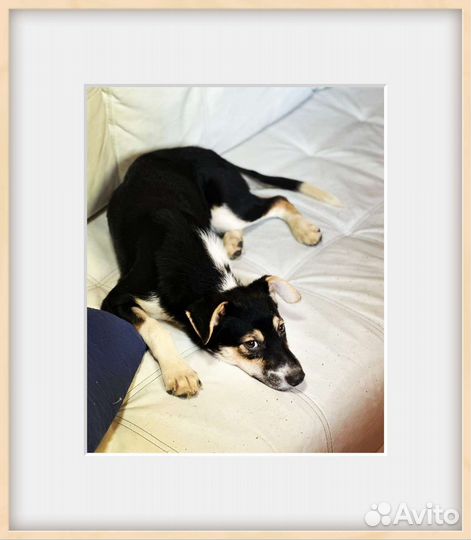 Щенок мальчик