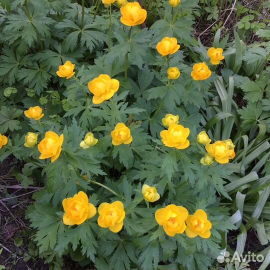 Купальница