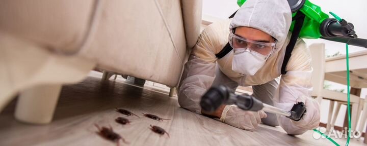 Дезинсекция от клопов от насекомых
