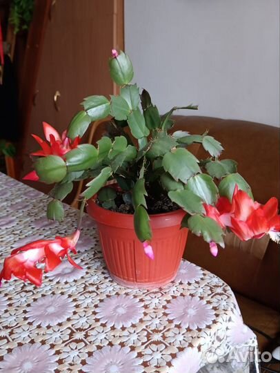 Декабрист шлюмбергера