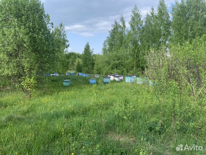 Пасека 35 ульев 4 с пчелами остальные пустые