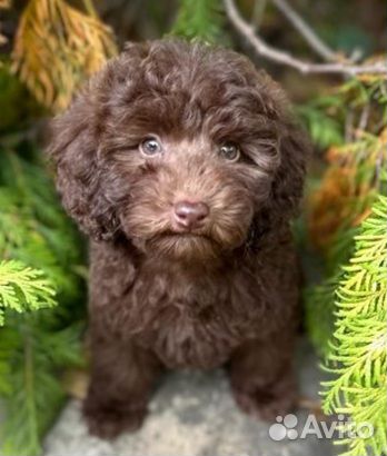 Мини мальтипу