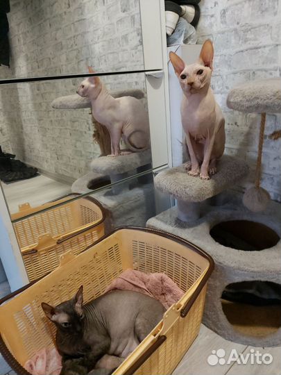 Котята сфинкс