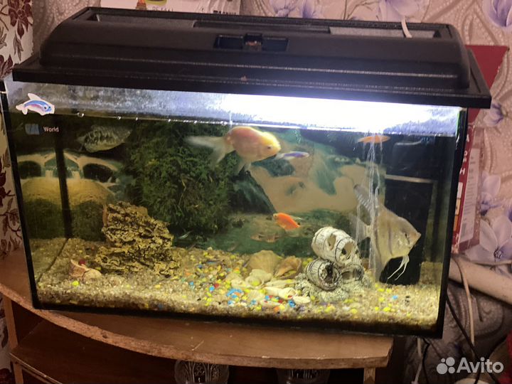 Аквариум с рыбками