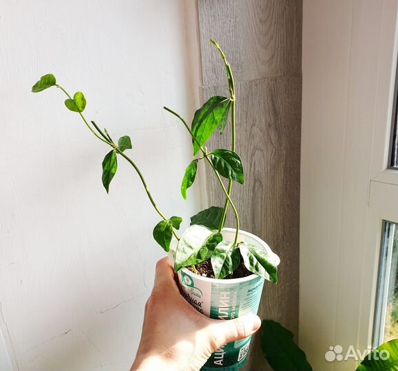 Комнатный жасмин самбак молодые растения