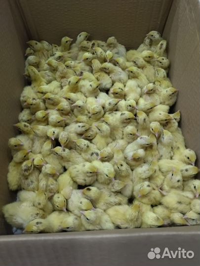 Перепела белый гигант