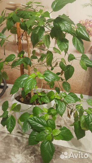 Комнатные растения