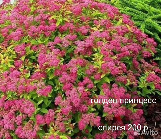Спирея