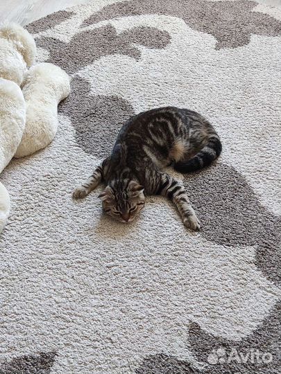 Шотландский кот вязка