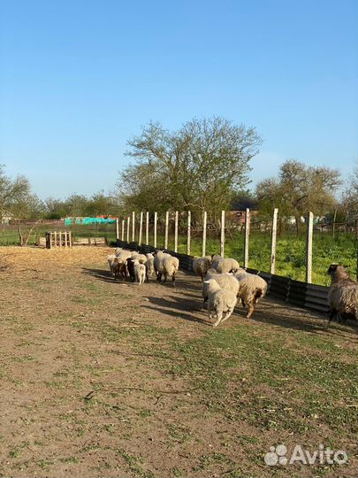 Романовские овцы