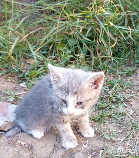 Котята в добрые руки бесплатно