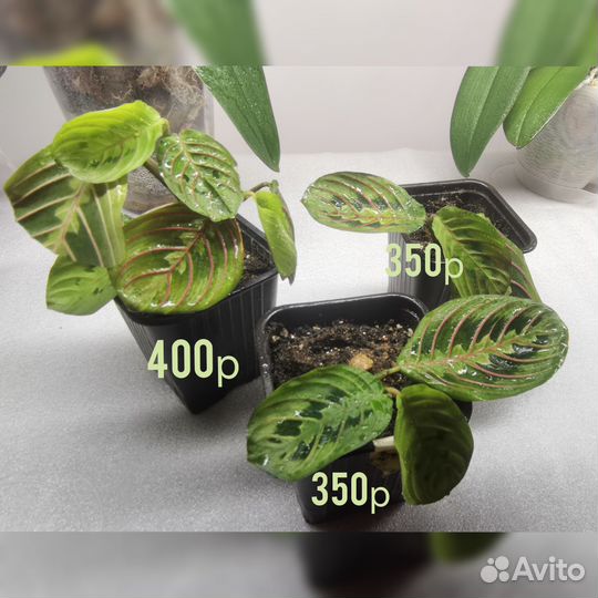 Марата триколор