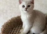 Шотландская кошка, серебристая шиншилла